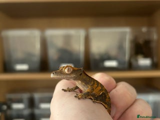Gecko reptiles for sale: Young crested gecko + set up - Advert 1