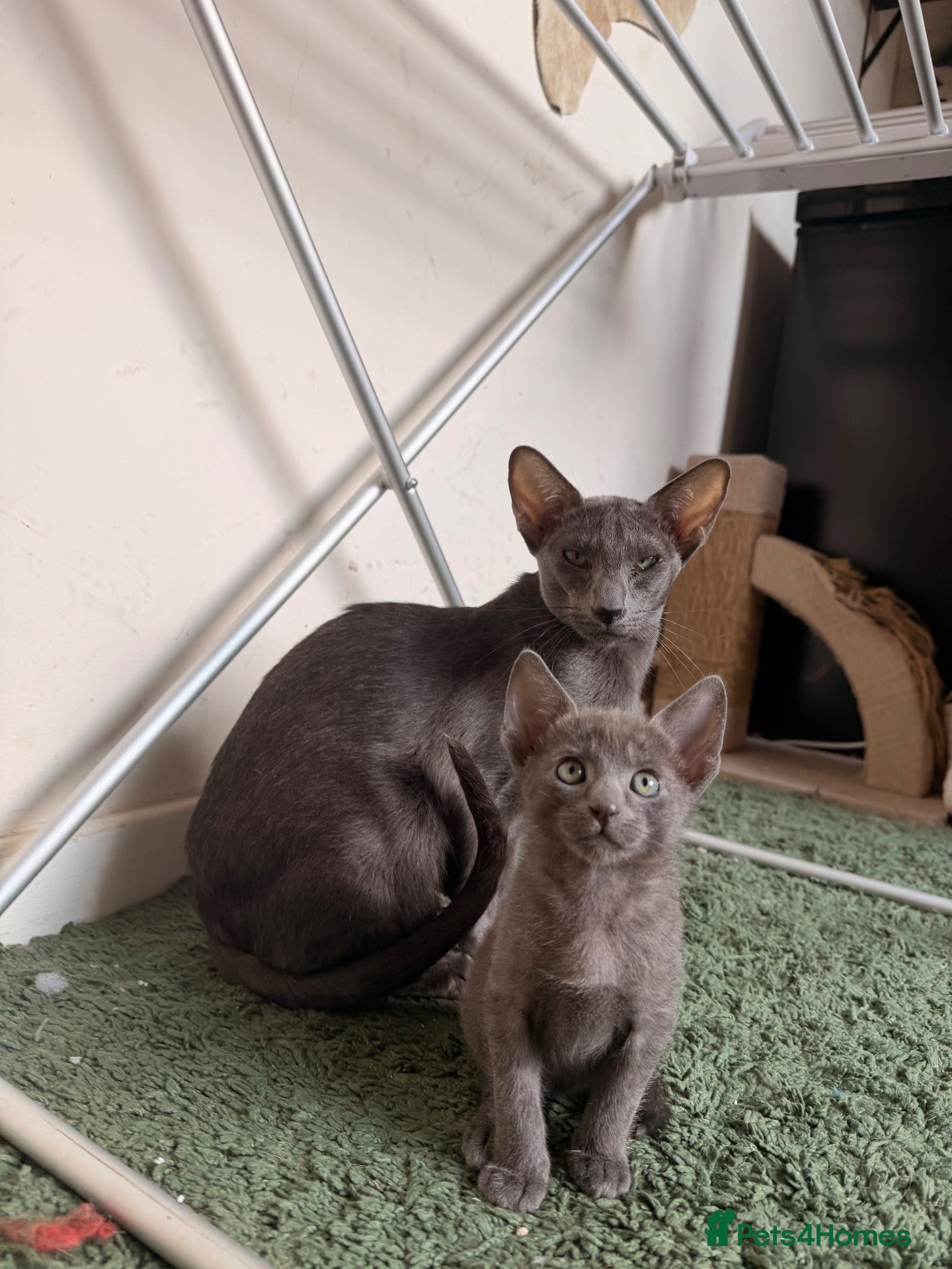 Oriental cats for sale: Oriental kittens available, males and female  - Advert 1
