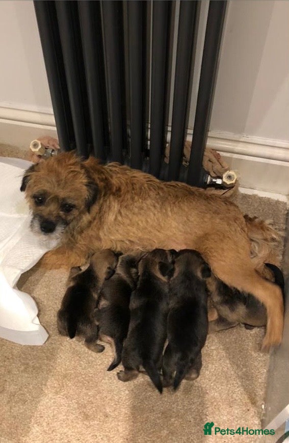 Border Terrier dogs Beautiful Border Terrier Puppies - Advert 1