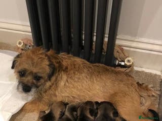 Border Terrier dogs Beautiful Border Terrier Puppies - Advert 1