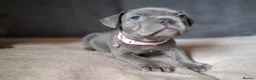 Mixed Breed dogs for sale: Exceptional Blue F1 Bully Puppies - Advert 5