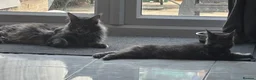 Maine Coon cats for sale: GCCF Reg’d MaineCoon Kittens–Blue Smoke-RoKits - Advert 4