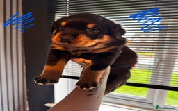 Mixed Breed dogs for sale: Beautiful chunky 3/4 Rottweiler 1/4 sharpei pups  - Image 12