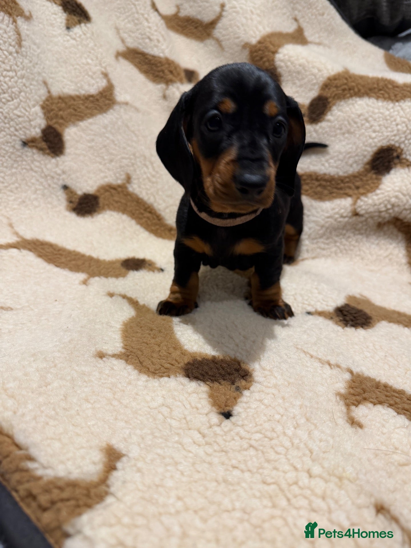 Dachshund dogs Outstanding champion bred standard smooth pups  - Advert 2