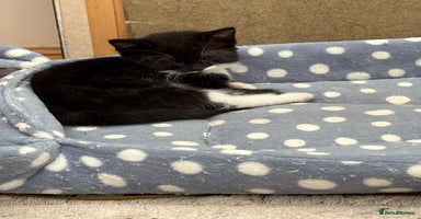 Mixed Breed cats - Advert 14