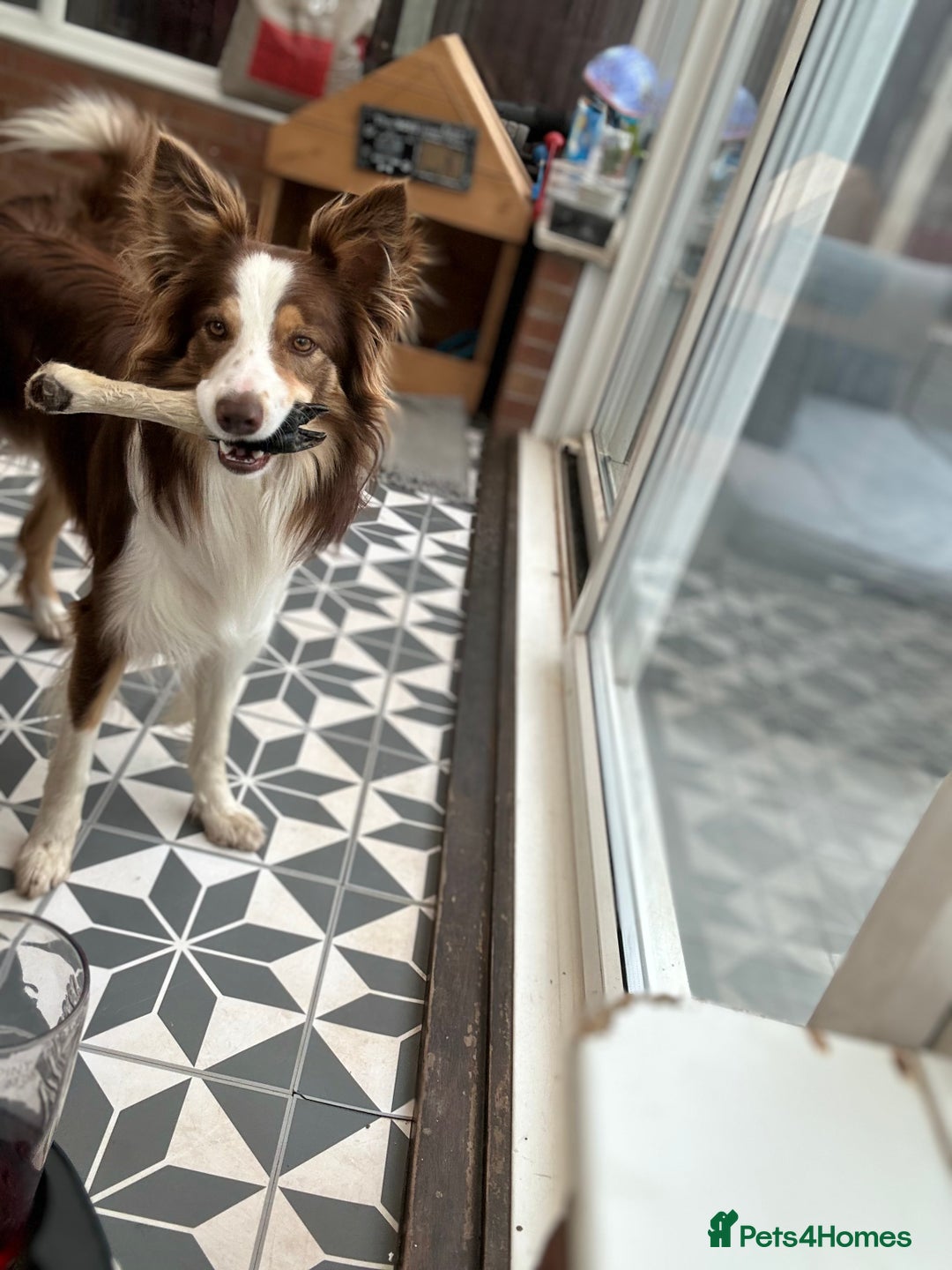 Border Collie dogs for stud: KC Border Collie for stud in Mansfield - Advert 11