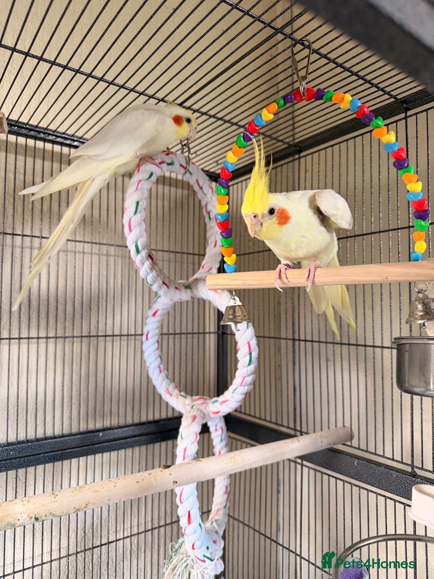 Cockatiels birds Loving cockatiels looking for a new home  - Advert 1