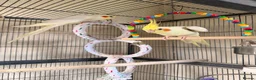 Cockatiels birds for sale: Loving cockatiels looking for a new home  - Advert 1