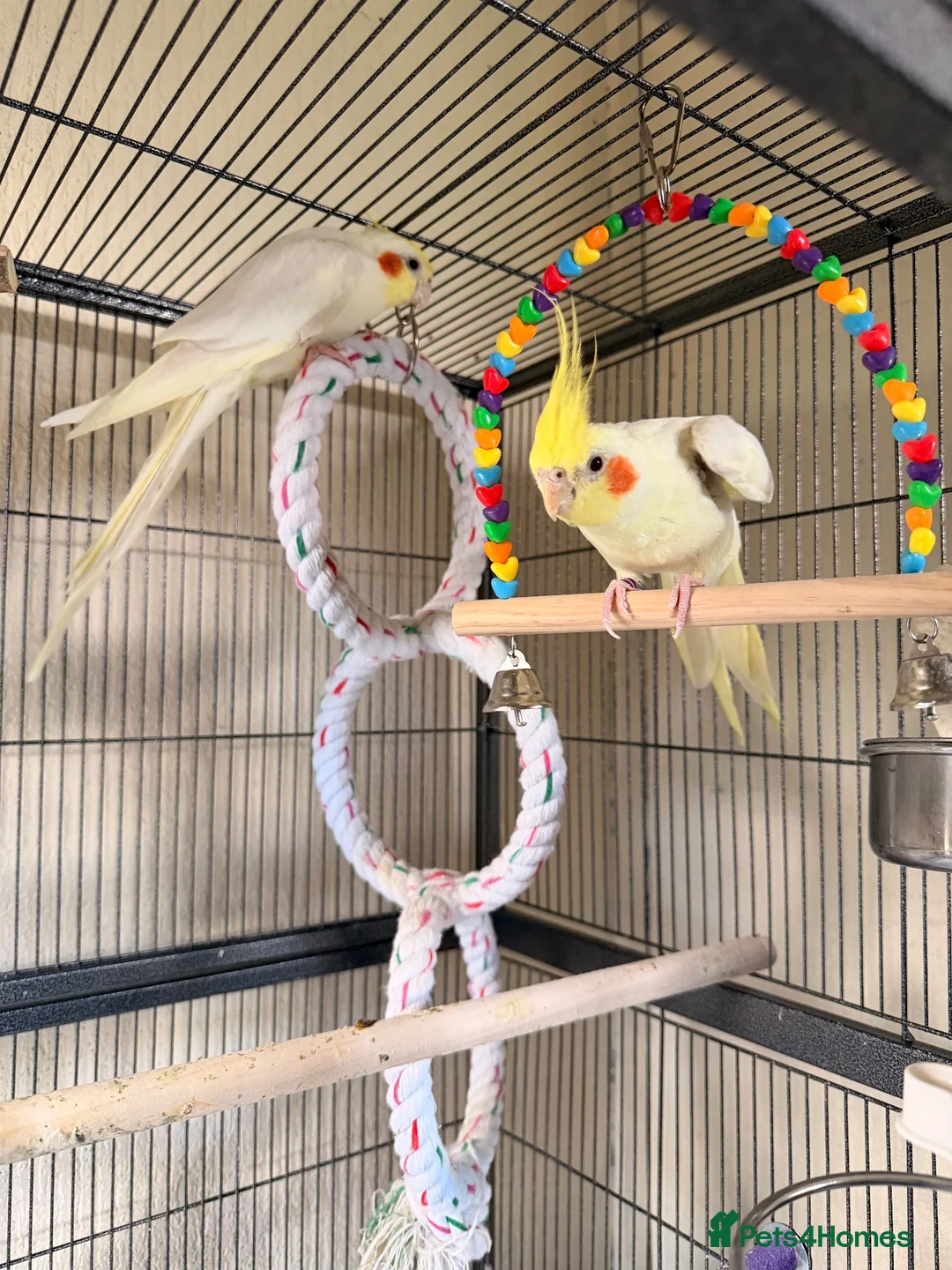 Cockatiels birds for sale: Loving cockatiels looking for a new home  - Advert 1