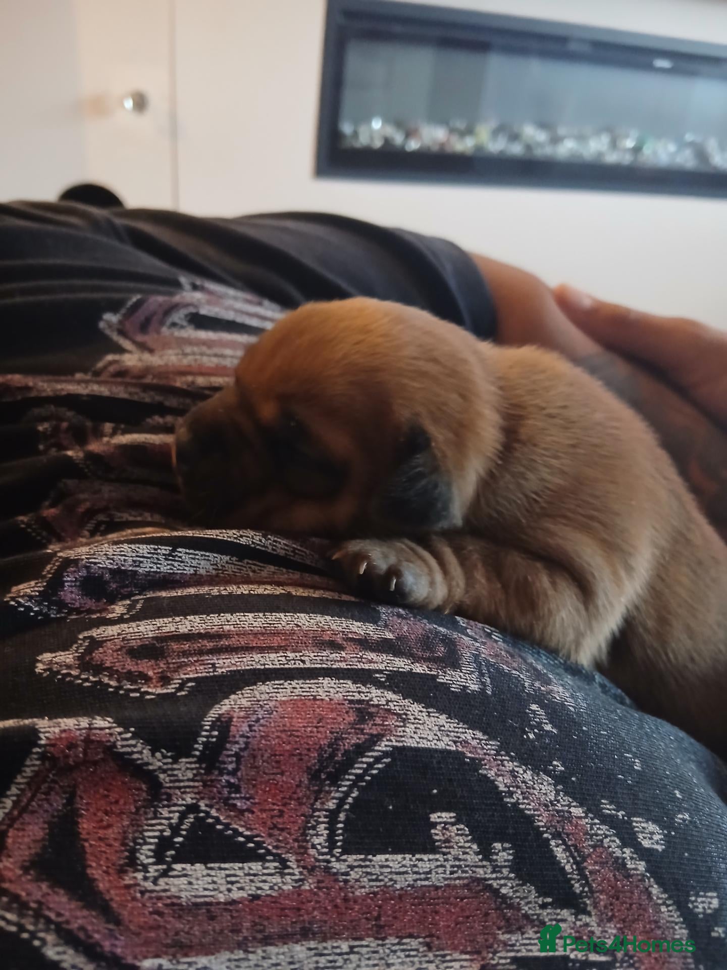 Staffordshire Bull Terrier dogs for sale: 🧸RED STAFFORDSHIRE BULLTERRIER BOY🧸 - Advert 2