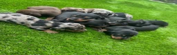 Dachshund dogs for sale: Beautiful Dachshund Puppies  - Advert 3