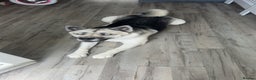 Siberian Husky dogs for sale: Lexi 3 years old  - Advert 4