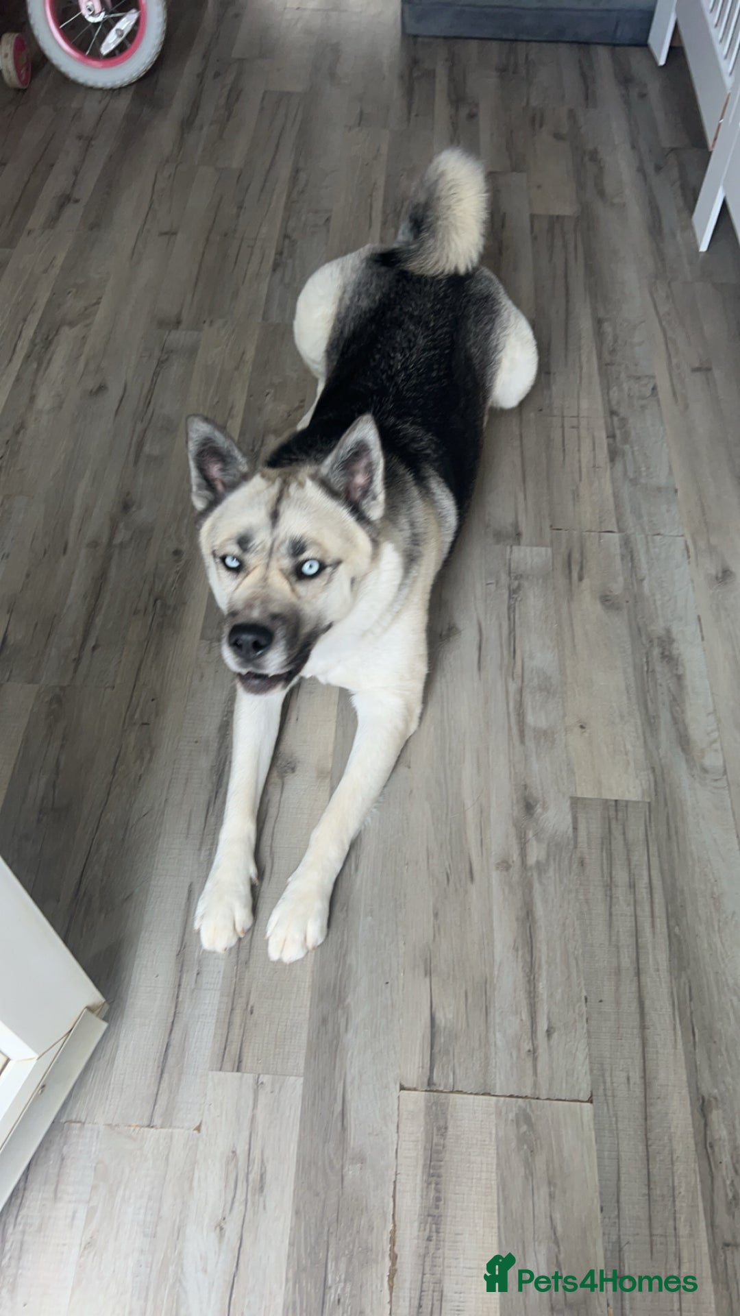 Siberian Husky dogs for sale: Lexi 3 years old  - Advert 4