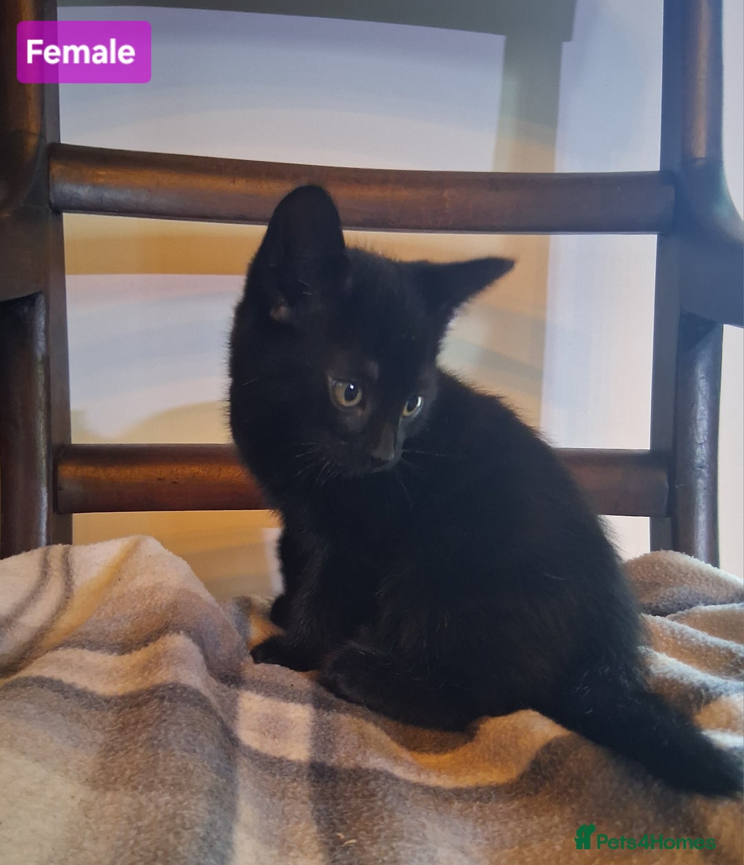 Mixed Breed cats for sale: Gorgeous Chunky Kittens  - Image 12