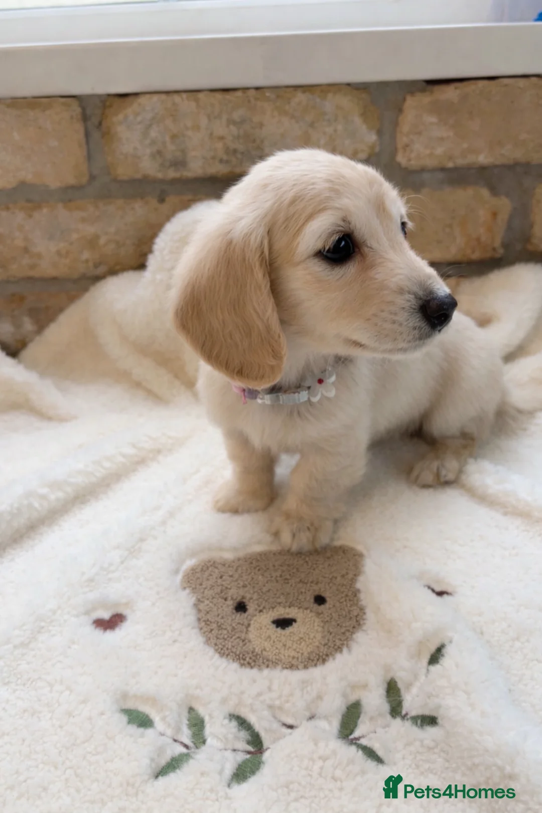 Miniature Dachshund dogs for sale: Pra clear longhaired miniature dachshund  - Advert 2