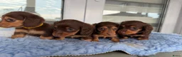 Miniature Dachshund dogs for sale: Kc Kaninchen dachshund weeny weeny  - Advert 21