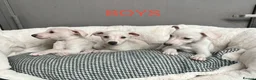 Whippet dogs for sale: Top Quality KC Reg Cream/white Whippet Puppies - Advert 7