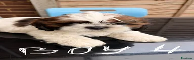 Shih Tzu 3