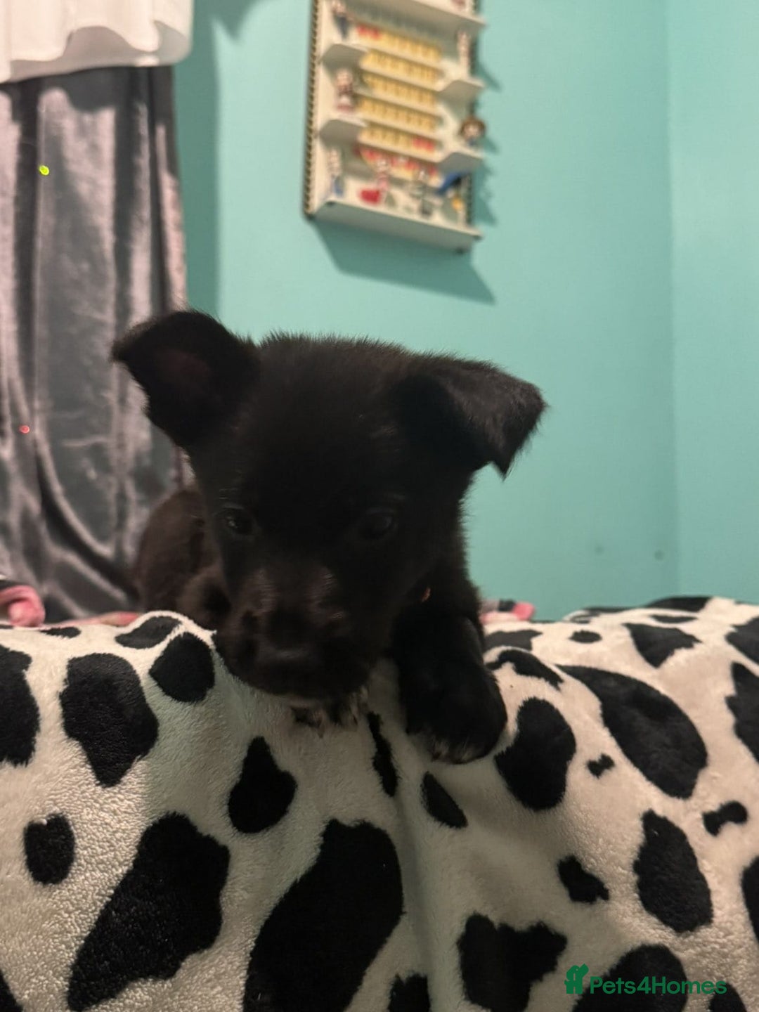 Shepsky dogs for sale: Shepski pups - Advert 27