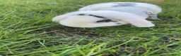 English Lop rabbits for sale: Indoor rabbit  in Upminster - Advert 6