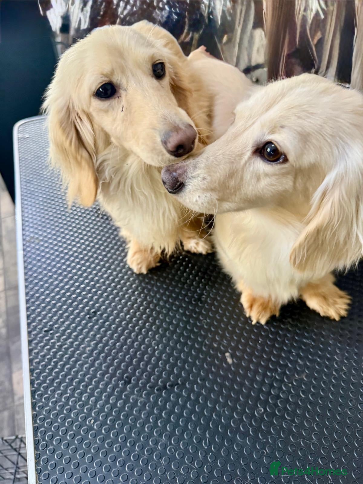 Miniature Dachshund dogs Stunning Pure Cream Longcoat Male  - Advert 2
