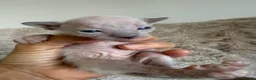 Sphynx cats for sale: Stunning sphinx kittens  - Advert 9