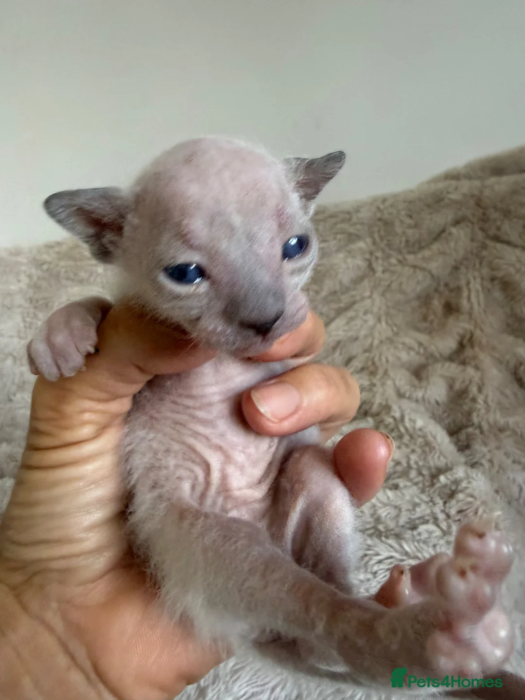 Sphynx cats for sale: Stunning sphinx kittens  - Advert 40