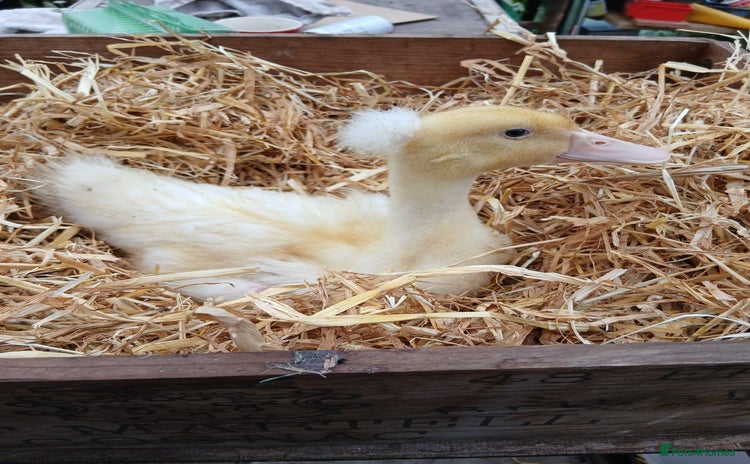 Ducks poultry - Advert 2