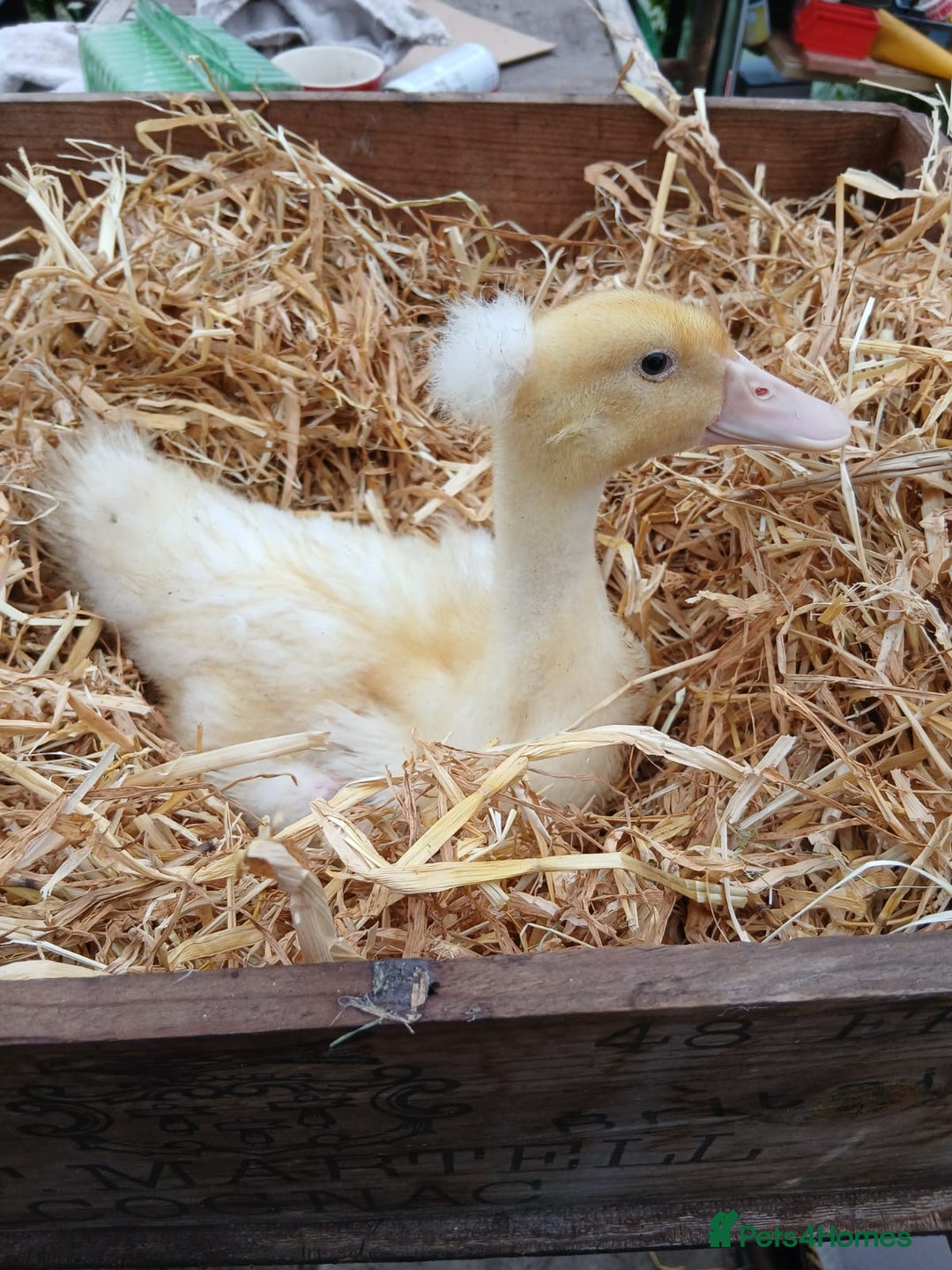 Ducks poultry for sale: Mixed Colour Ducklings for sale - Image 1