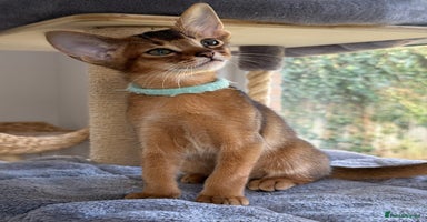 Abyssinian cats - Advert 9
