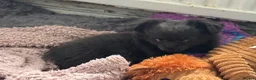 Chihuahua dogs for sale: chihuahua in London - Advert 1