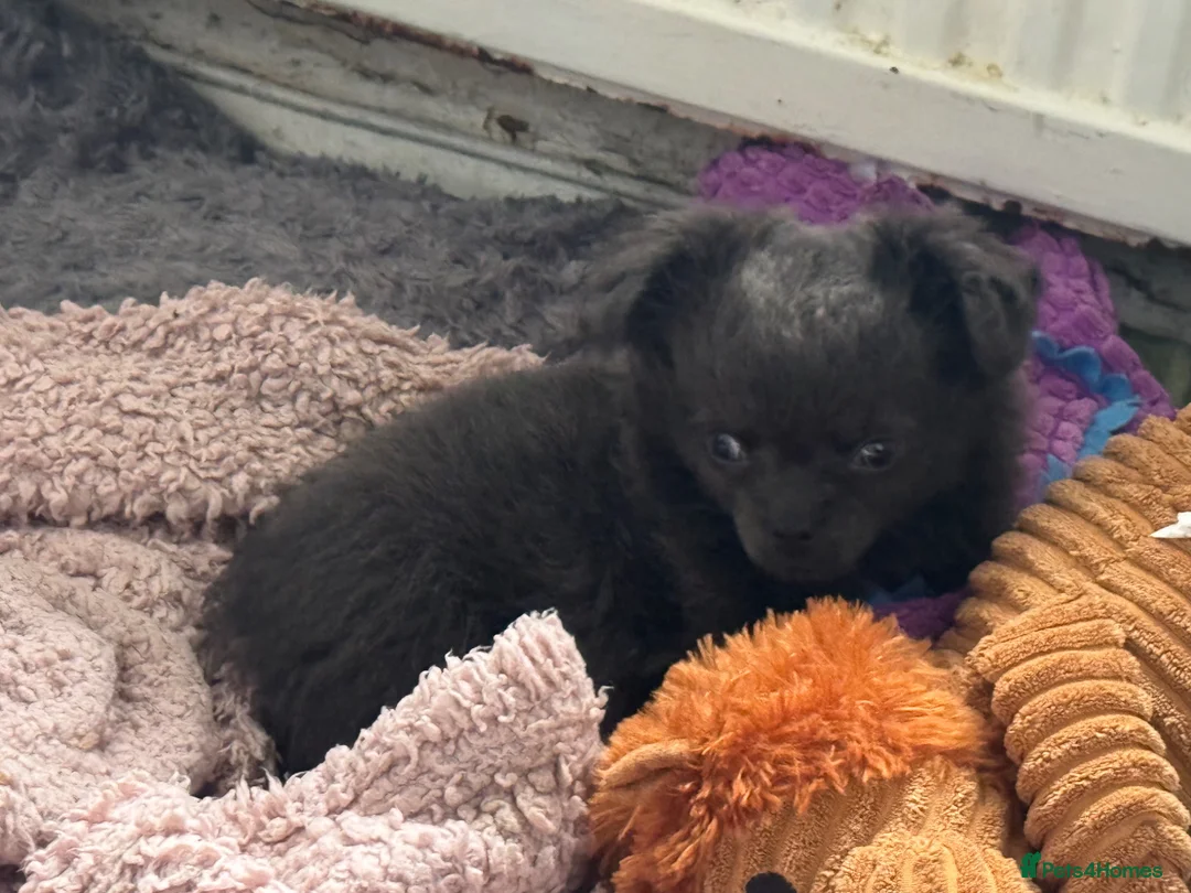 Chihuahua dogs for sale: chihuahua in London - Advert 1
