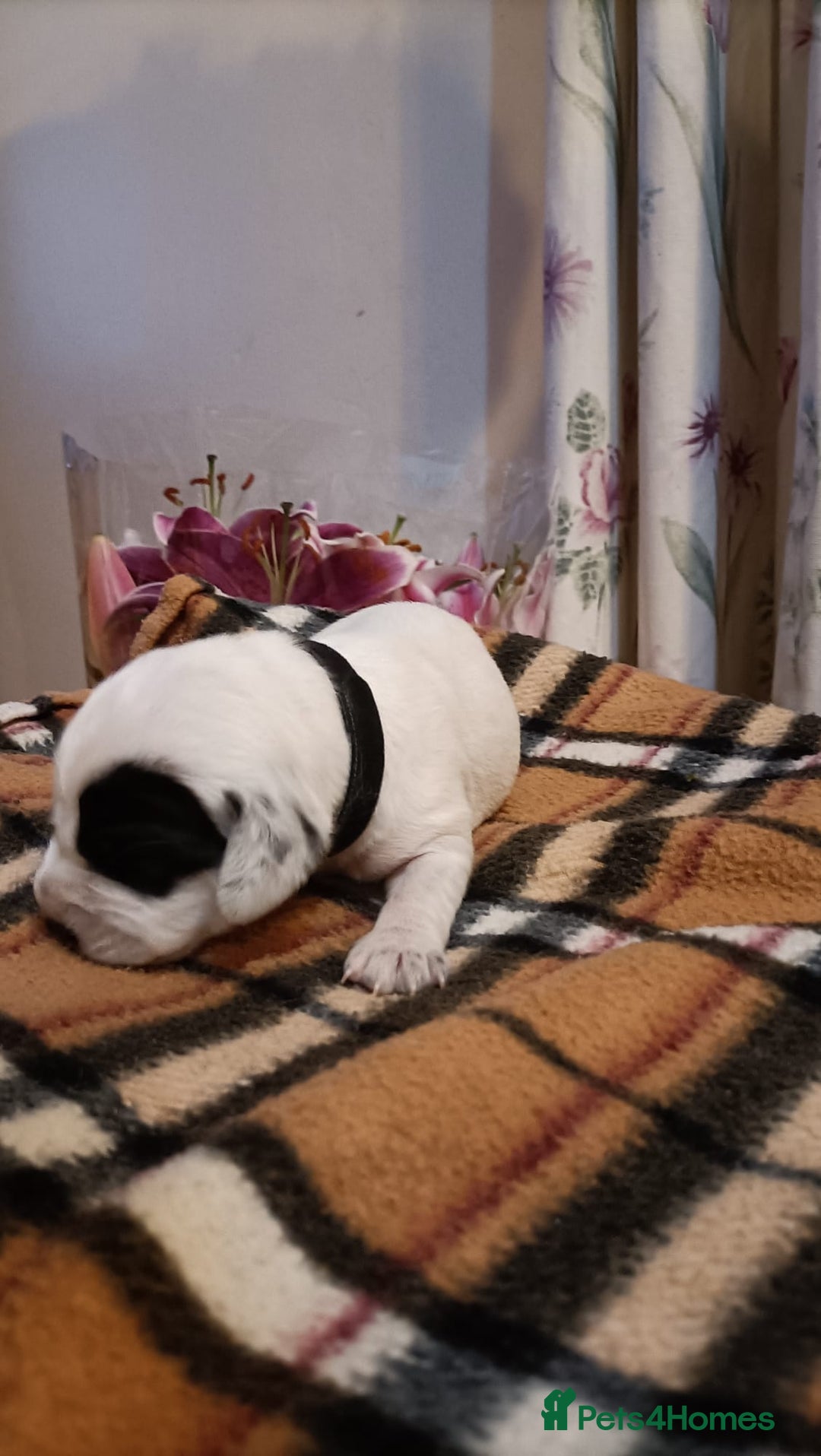 Mixed Breed dogs for sale: Cocker spaniel and terrier hybrid puppies  - Image 6