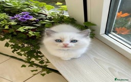 Ragdoll cats for sale: Gorgeous Fluffy Ragdoll Kittens  - Advert 20