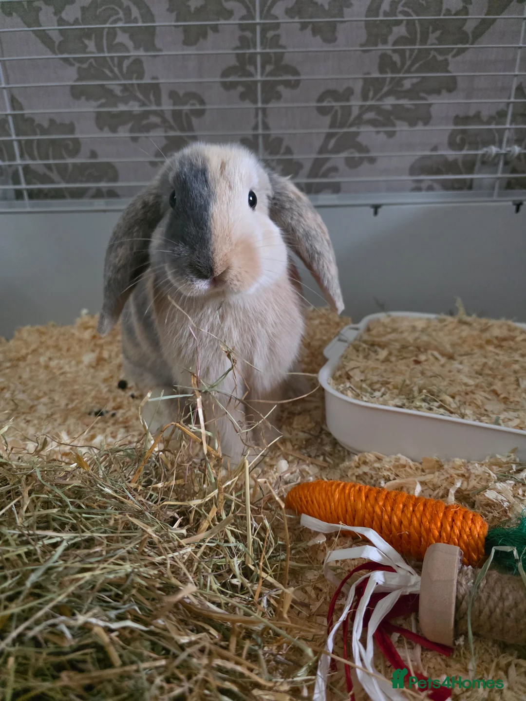 Mini Lop rabbits for sale: Female  in Nottingham - Advert 1
