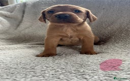 Labrador Retriever dogs for sale: Labrador Pups - Image 13