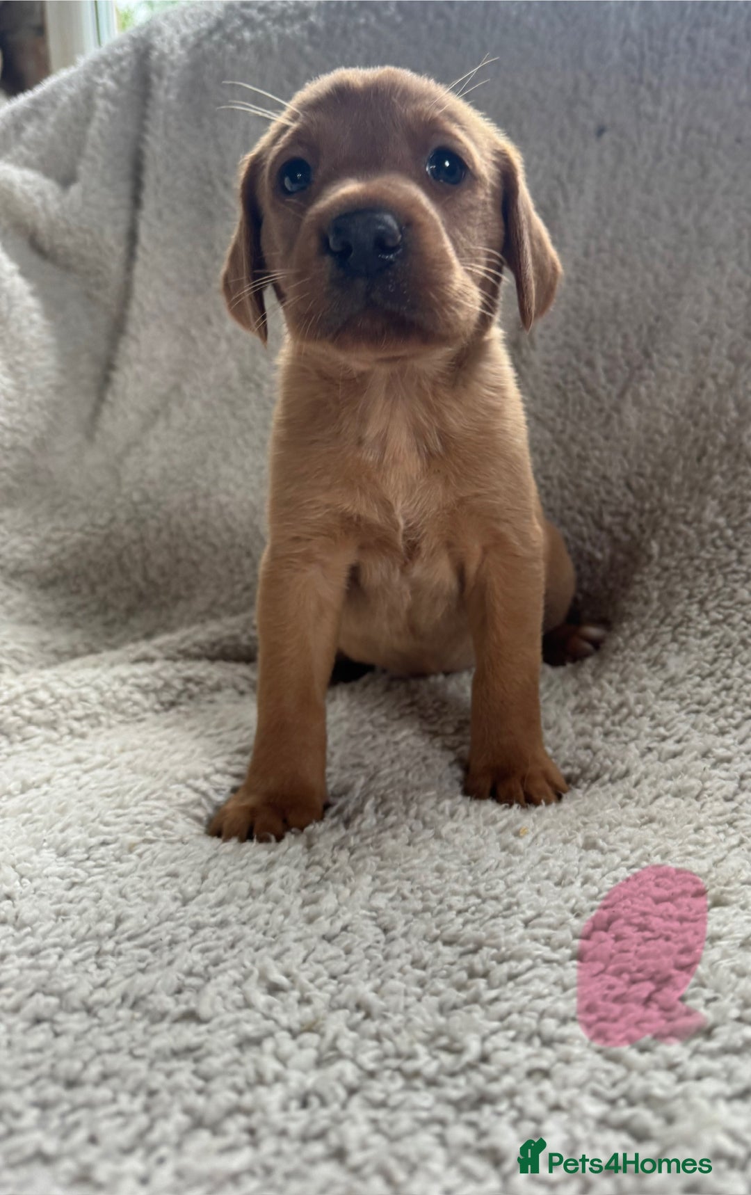 Labrador Retriever dogs for sale: Labrador Pups - Image 13