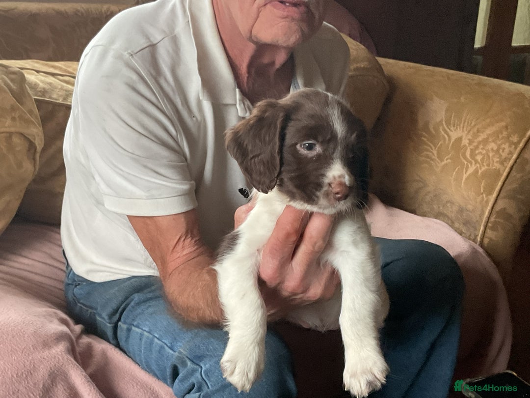 English Springer Spaniel dogs for sale: English Springer Spaniels - Image 5