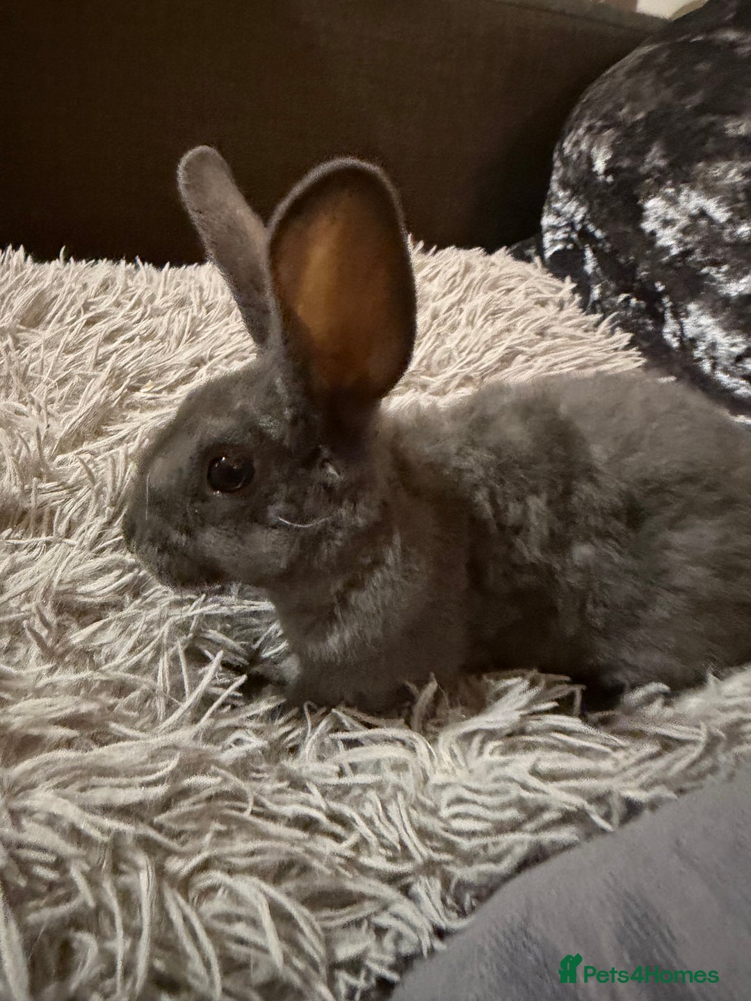 Mixed Breed rabbits for sale: Bunnies for Sale - Advert 7