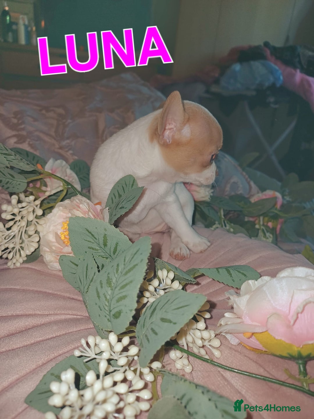 Chihuahua dogs for sale: Chihuahua pups stunning - Image 22