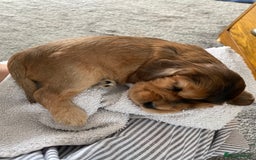 Cocker Spaniel dogs for sale: KC Sable show type Cocker spaniel puppies - Image 8