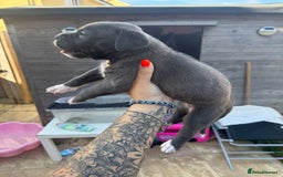 Mixed Breed dogs for sale: Beautiful American bulldog x cane corso puppies - Image 19