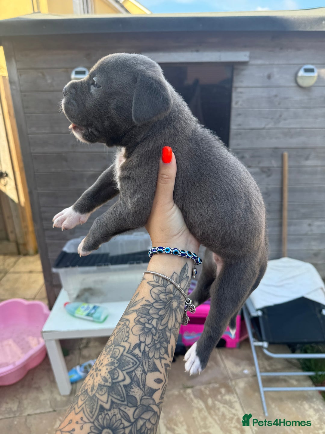 Mixed Breed dogs for sale: Beautiful American bulldog x cane corso puppies - Image 19