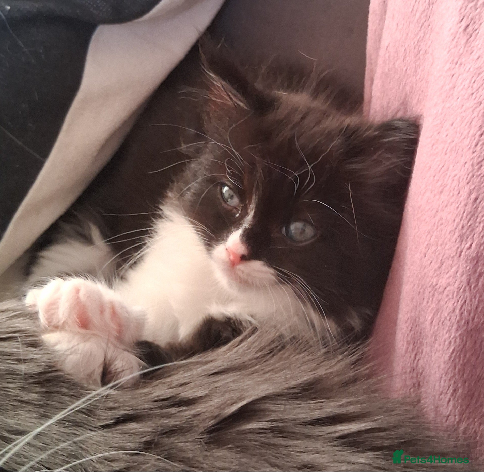 Mixed Breed cats for sale: Ragdoll X Kittens - Advert 15