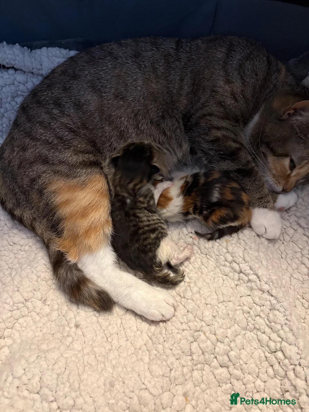 Domestic Shorthair cats for sale: 2 kittens looking for forever home! - Advert 15