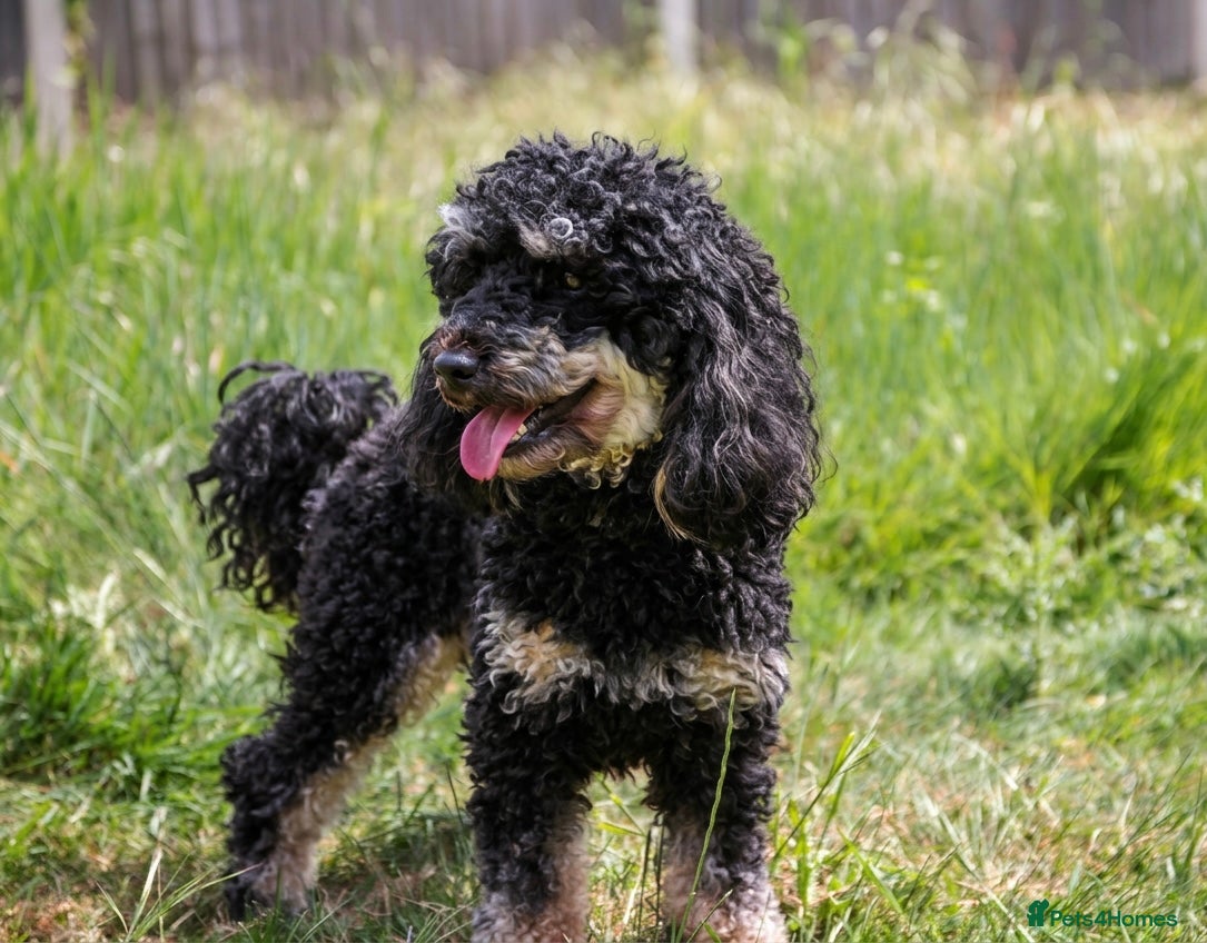 Miniature Poodle dogs for stud: Black phantom minature poodle (stud)  - Advert 3