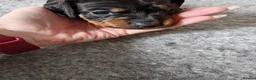 Dachshund dogs for sale: Dachshund Puppies in Redditch - Advert 5