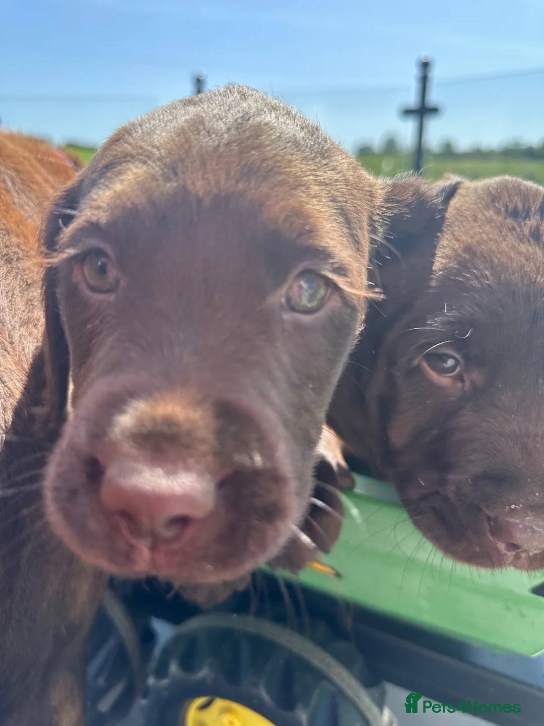 Springador dogs for sale: Beautiful Springador Puppies in Carmarthen - Advert 2