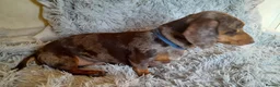 Miniature Dachshund dogs for stud: KC Chocolate dapple boy for stud very gentle. in Skegness - Advert 6