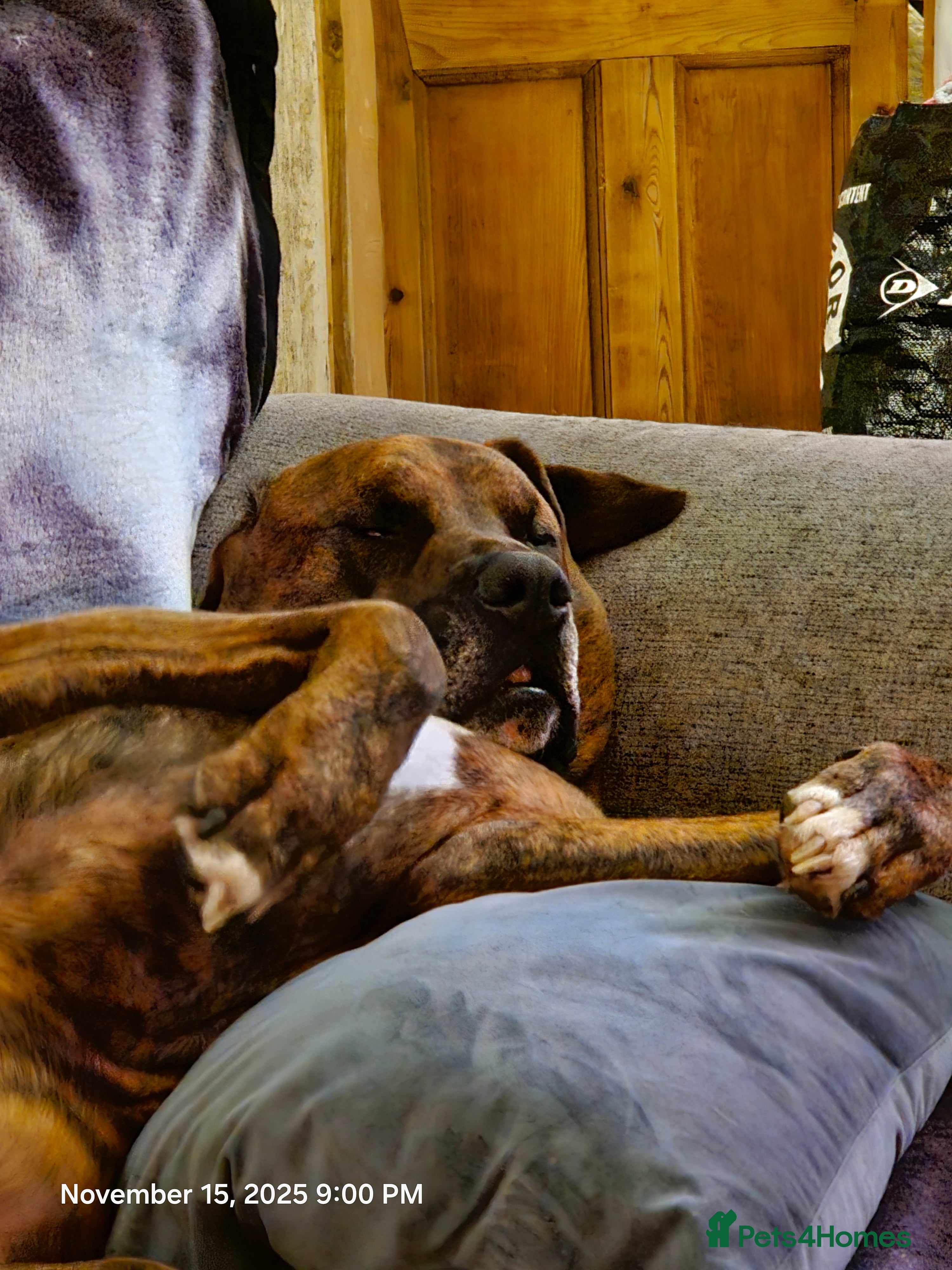 Mixed Breed dogs Alapaha blue blood Bulldog cross Doberman - Advert 10